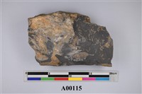 藏品(植物化石)的圖片